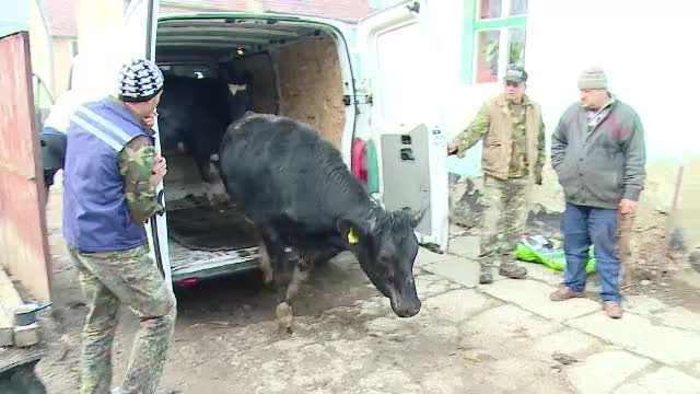 Donatii pentru familiile nevoiase. Vacile irlandeze au ajuns, in sfarsit, in casele noilor stapani din Romania