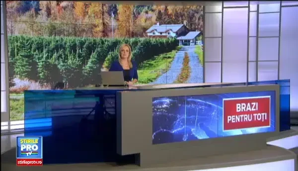 Romanii au inceput sa se indrepte catre plantatiile de brazi, pentru pomul de Craciun. Care sunt diferentele de pret