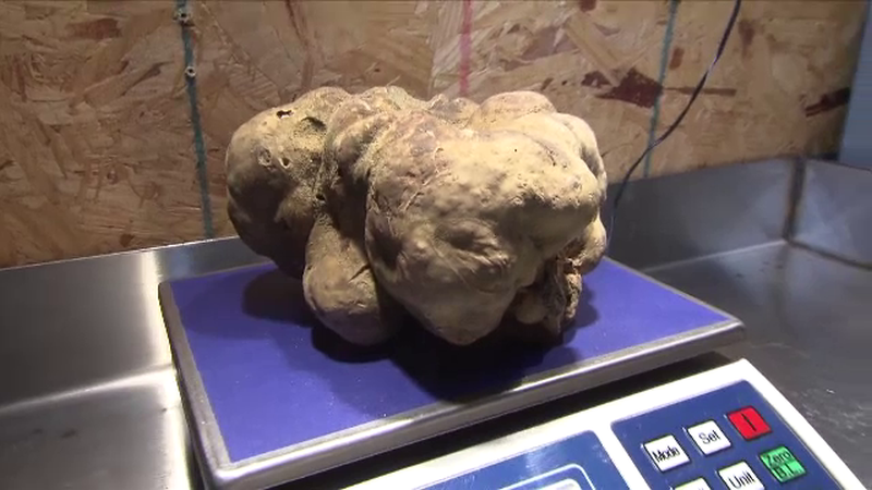 Descoperire RECORD in Italia. Cat cantareste cea mai mare trufa alba din lume, vanduta la licitatie cu peste 60.000 de dolari