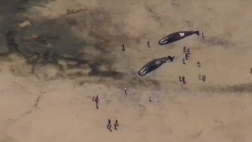 Imaginea terifianta a 7 balene esuate pe o plaja din Australia. Localnicii spun ca nu au mai vazut asa ceva