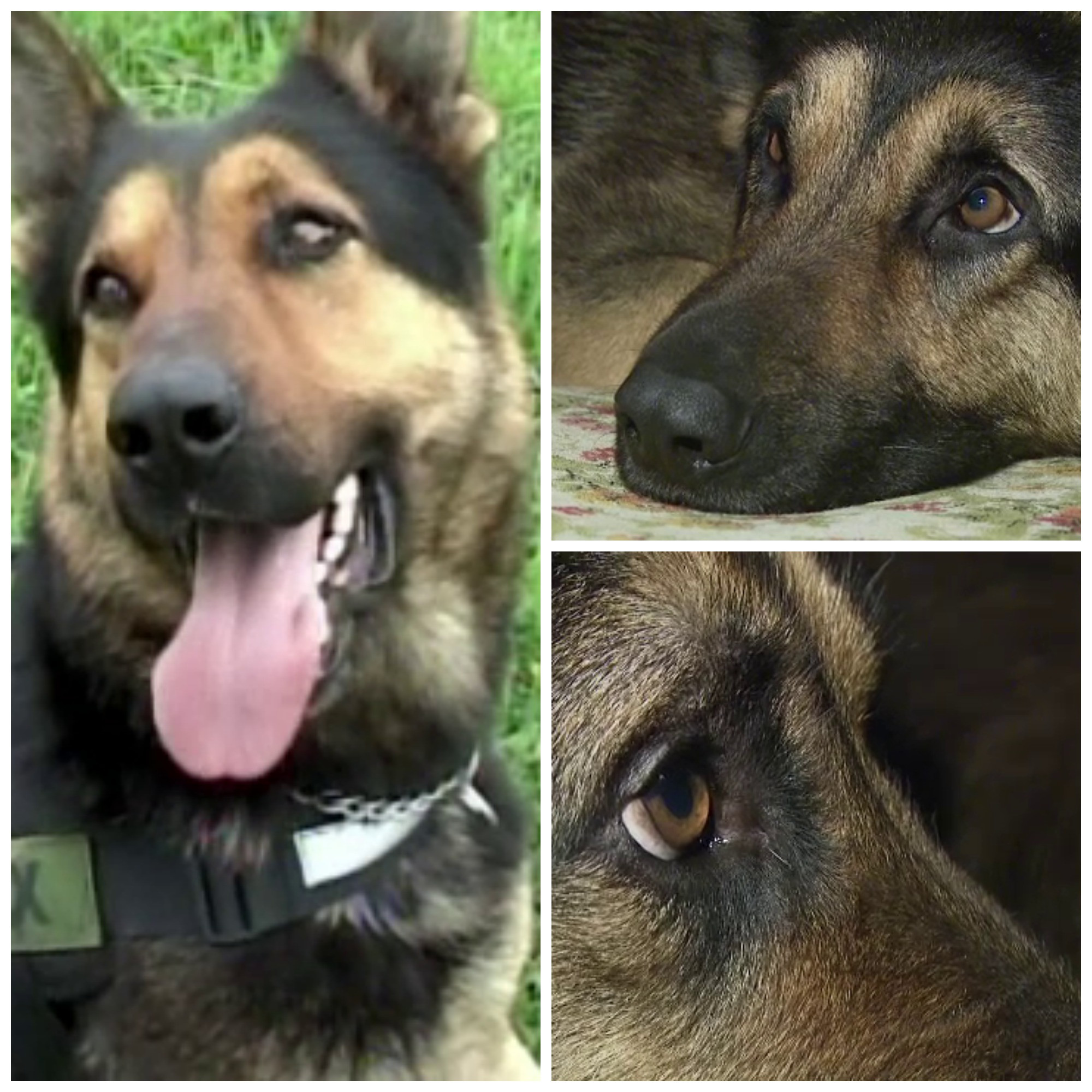 Povestea lui Max, cainele-erou al Armatei Romane, a facut inconjurul lumii. Ce scriu publicatiile de pe patru continente