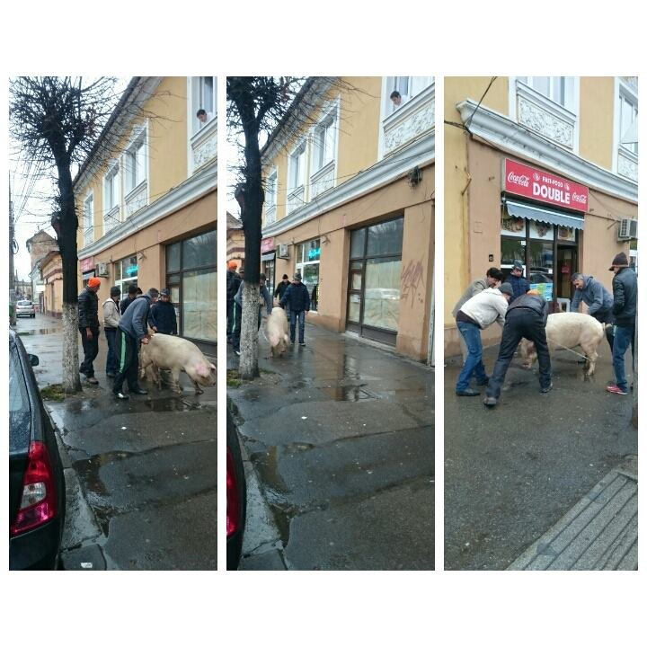Cu porcul prin mijlocul Clujului. Imaginile care definesc atmosfera romaneasca de Craciun