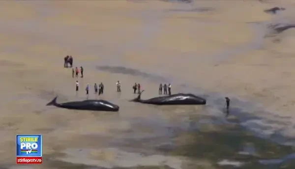 Imaginea terifianta a 7 balene esuate pe o plaja din Australia. Localnicii spun ca nu au mai vazut asa ceva