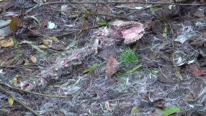 Moartea caprioarei, varianta 2014. A scapat de vanator, dar a fost ucisa de maidanezi si de birocratia romaneasca