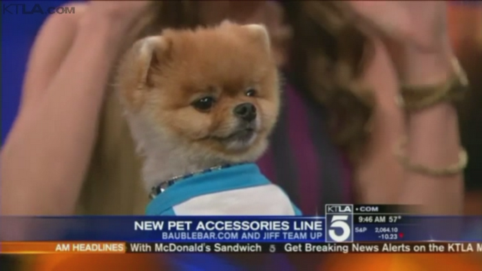 Cainele din SUA care a impresionat o tara intreaga. Cum a devenit vedeta unui show de televiziune