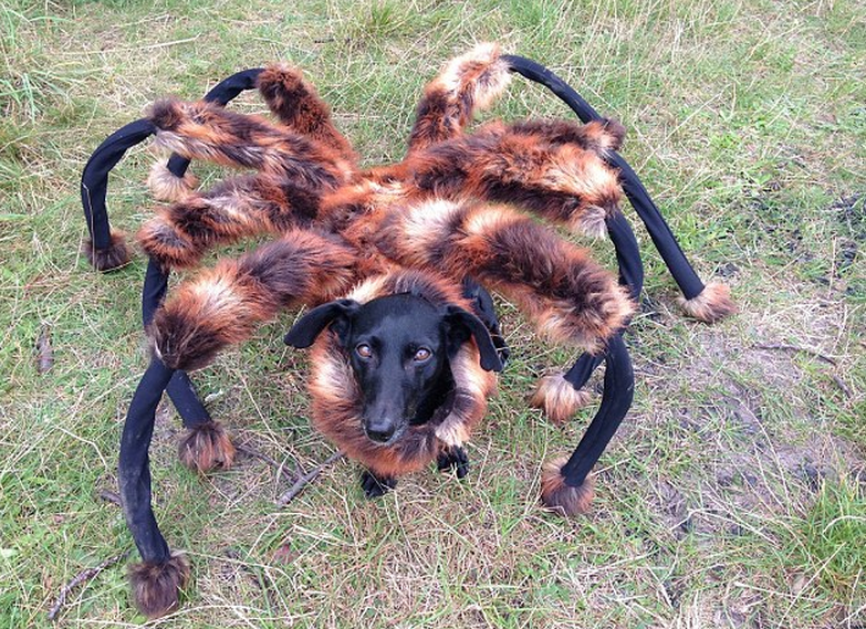 "Cainele-paianjen mutant urias", cel mai in voga videoclip pe YouTube in 2014