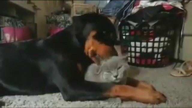 Prietenie neobisnuita intre un rottweiler si un motanel. Scenele care au smuls zambetele a sute de mii de oameni. VIDEO
