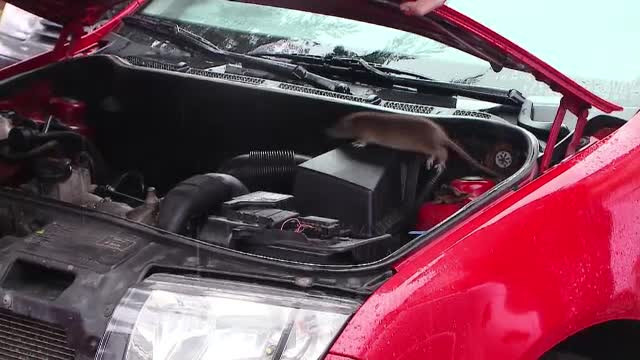 Sobolanii au pus stapanire pe o localitate de langa Cluj. "Am vrut sa pornesc masina, am deschis capota si m-am speriat"