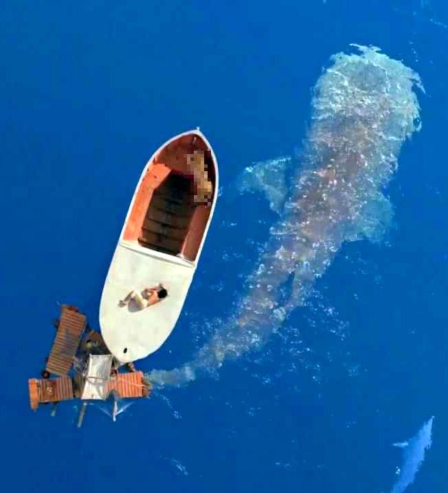 De necrezut. A supravietuit patru luni plutind pe Oceanul Atlantic si a ucis singur un rechin