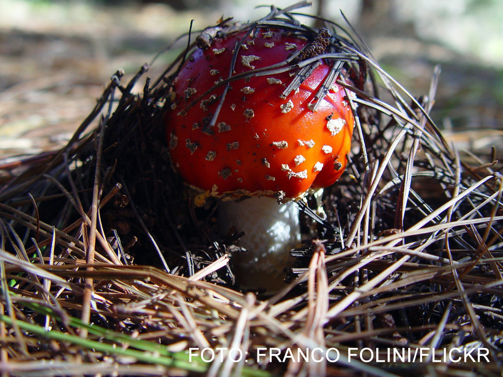 Amanita muscaria, buretele mustelor