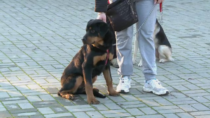 Demonstratie de dresaj canin in centrul Capitalei. Spectacolul pe care l-au prezentat 30 de caini pentru sute de oameni