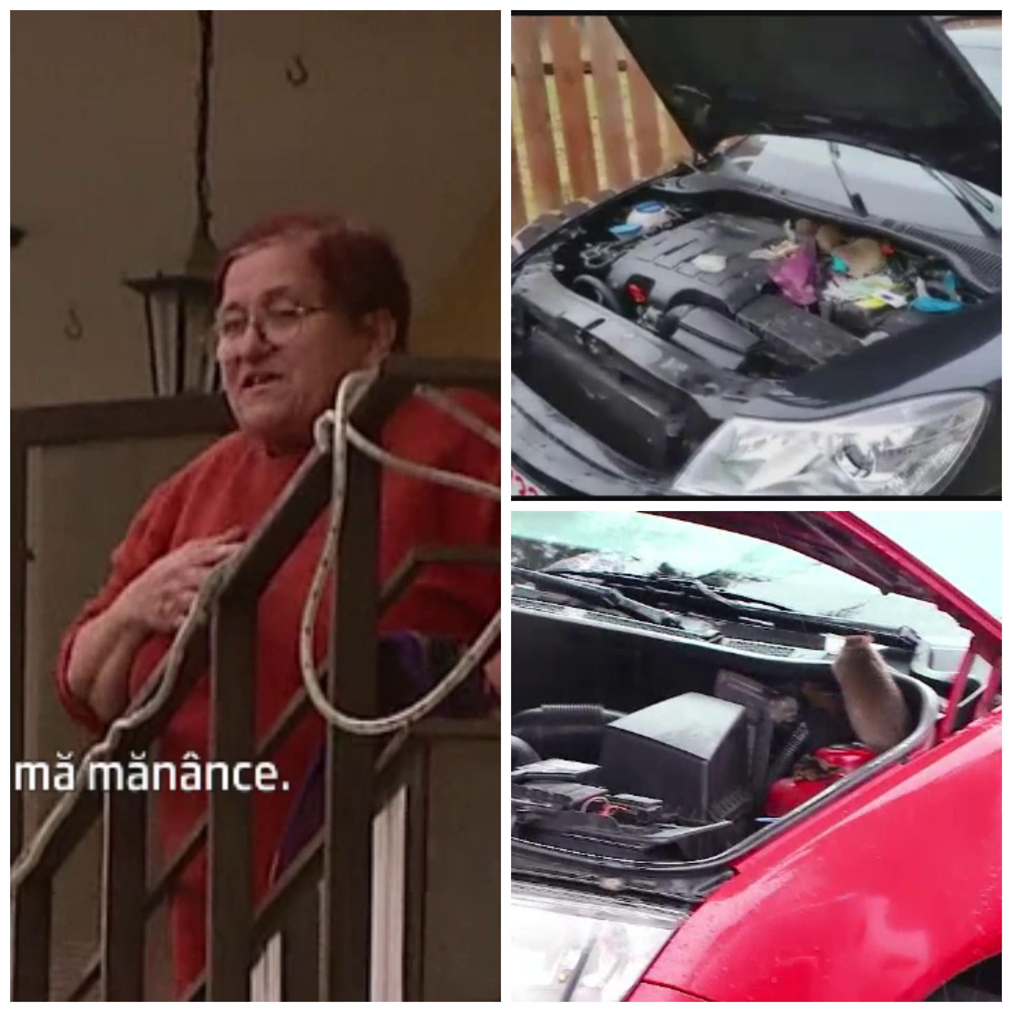 Masini distruse si oameni inspaimantati, blocati in case. Situatie tot mai disperata in Floresti, comuna invadata de sobolani