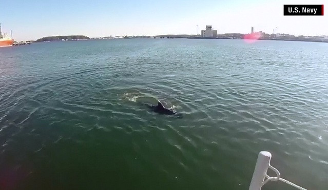 Drona in forma de peste a Marinei militare americane. Robotul poate depista orice pericol subacvatic