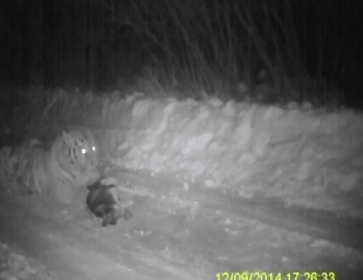 "Tigrul lui Vladimir Putin", filmat in timp ce devora un caine in China. Imaginile au fost prezentate de televiziunea chineza