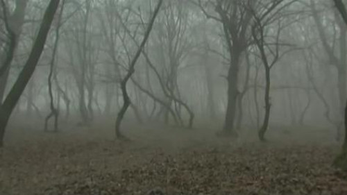 Padurea Baciu din Cluj este prezenta in TOP 5 cele mai inspaimantatoare locuri din lume. Autorii il mentioneaza pe Vlad Tepes