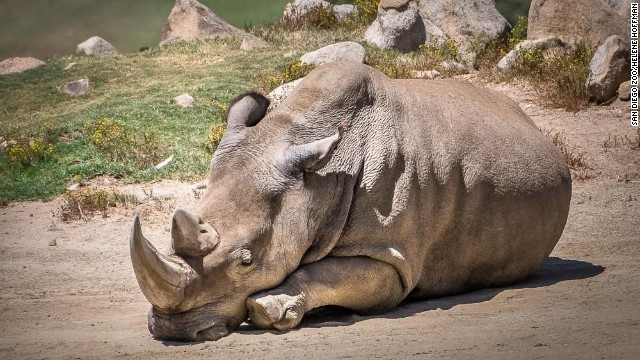 Angalifu, un rinocer alb nordic, de la un zoo din San Diego, a murit. Au mai ramas doar CINCI exemplare pe planeta