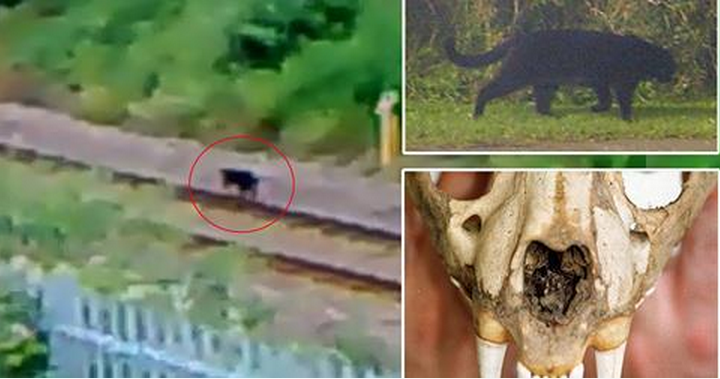 Misterul creaturii care a ingrozit timp de 30 de ani Marea Britanie a fost dezlegat. Ce este de fapt animalul misterios