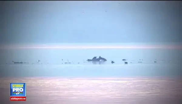 STATUL si-a lasat din nou cetatenii sa MOARA. Greselile in lant, filmul accidentului si ultimele cuvinte ale victimelor