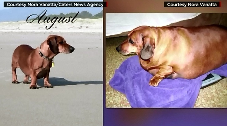 Obie, catelul care a ajuns in atentia presei pentru ca era obez, a slabit atat de mult incat azi apare intr-un calendar