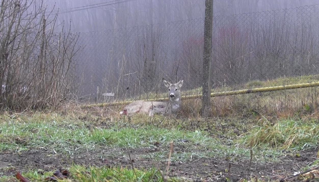 Povestea trista a unei caprioare atacata de cainii din Dej
