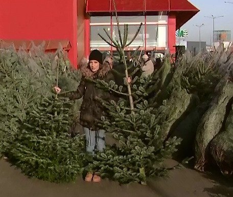 La ce trebuie sa fim atenti cand cumparam brad din piata. Comerciantii vand brazi "din Olanda", luati de fapt din hypermarket
