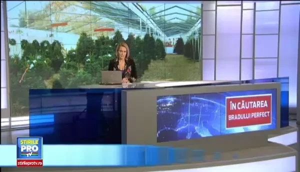 La ce trebuie sa fim atenti cand cumparam brad din piata. Comerciantii vand brazi din Olanda, luati de fapt din hypermarket