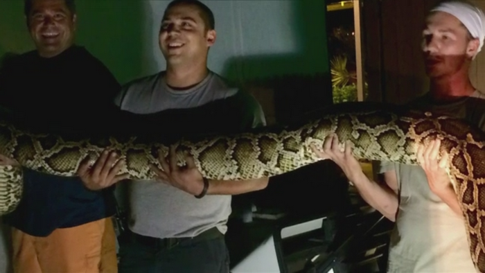 Sarpe gigant descoperit intr-un restaurant din SUA. A fost predat unui institut de cercetare a animalelor