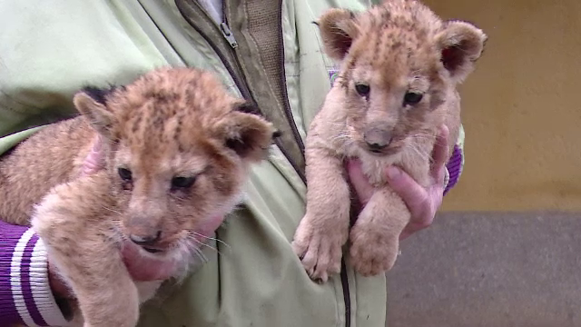 Doi pui de lei, abandonati de mama la Gradina Zoologica din Targu Mures, au fost adoptati de o catelusa maidaneza
