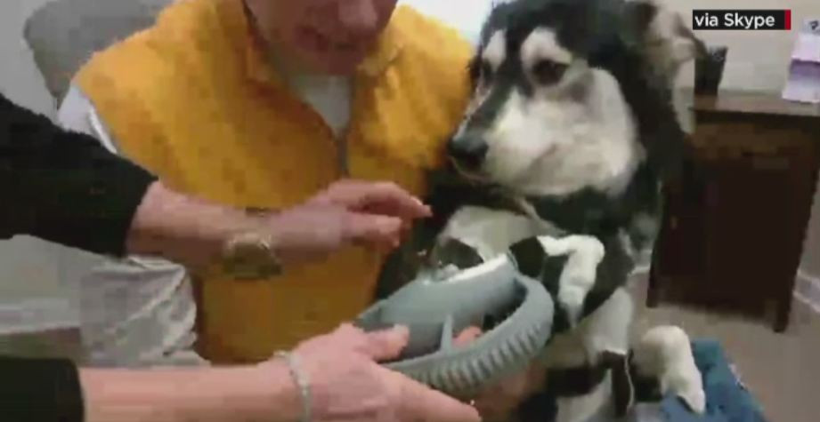 Poveste impresionanta a lui Derby, un catel cu malformatii grave la labutele din fata. Protezele care il ajuta sa alerge