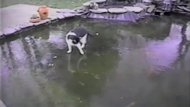 Cum reactioneaza o pisica atunci cand nu reuseste sa prinda pestii care inoata pe sub gheata - VIDEO