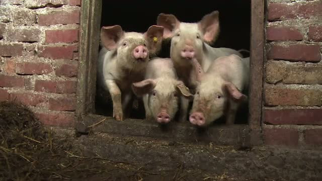 Supermarketurile au "ingropat" o traditie veche de-a romanilor. Cati se mai incumeta sa creasca porci