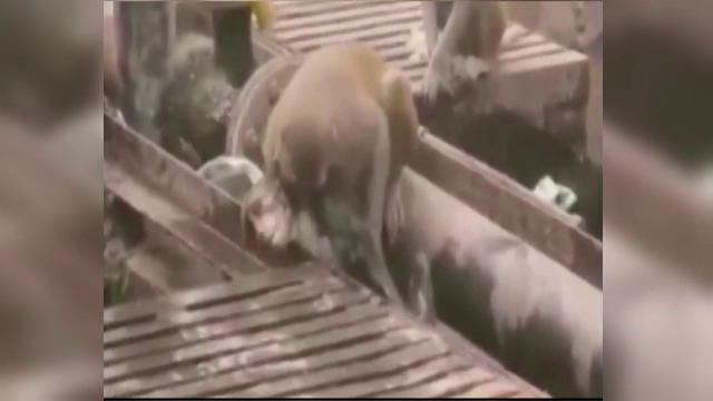 Scena unica surprinsa intr-o gara din India. O maimuta isi salveaza de la moarte o surata electrocutata