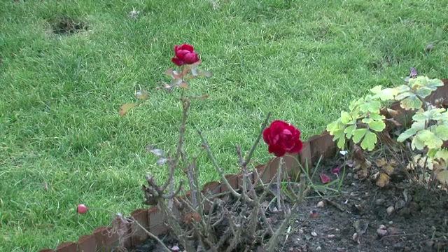 Romania, impartita intre doua anotimpuri. Viscolul a facut prapad in Parang, dar la Satu Mare au inflorit zambilele