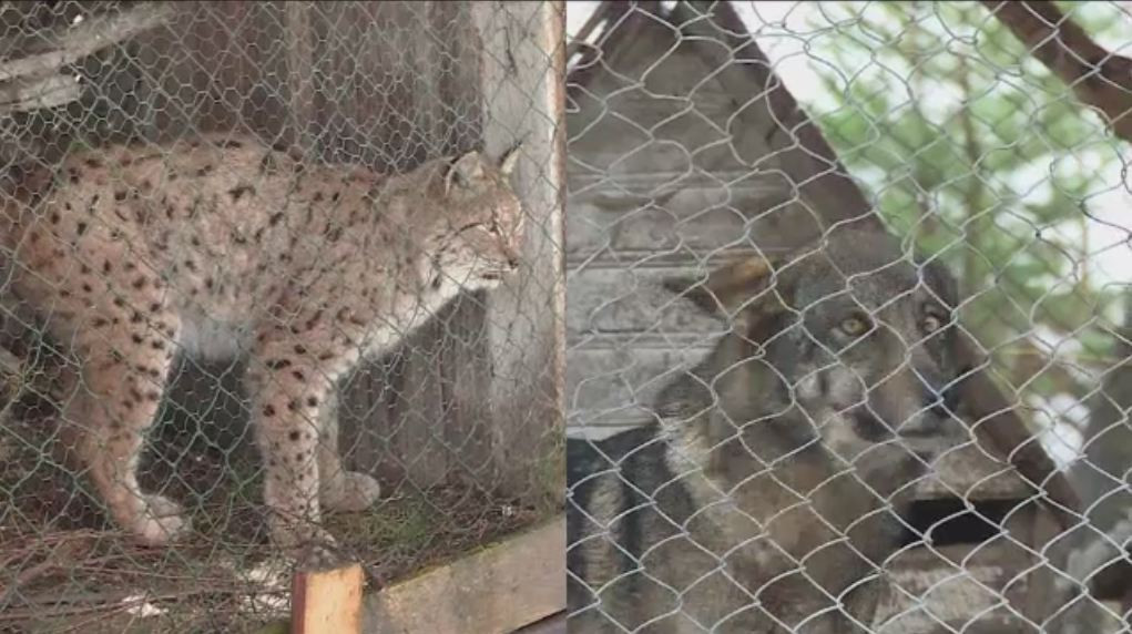 Atractie neobisnuita de Craciun la o pensiune din Maramures. Cine sunt Lucy si Lupita si cum au ajuns la nea Gheorghe