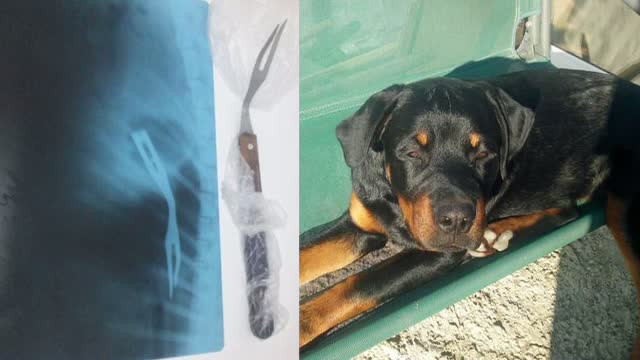 Au vazut ca nu mai manca si l-au dus la control. Ce a descoperit medicul veterinar in stomacul lui Nero, un caine din Galati