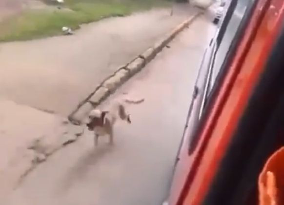 Imagini impresionante surprinse intr-un oras din Brazilia. Un catel alearga pe langa ambulanta in care e tratat stapanul sau