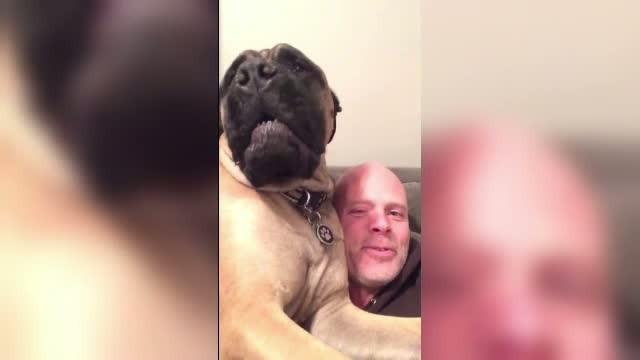 Filmul care a devenit viral de Sarbatori. Un catel incearca sa isi impiedice stapanul sa mai fredoneze colinde. VIDEO