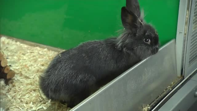 Nu luati prietenilor animale drept cadou, daca nu sunteti siguri ca vor: "Situatia a fost dramatica in Ajunul Craciunului"