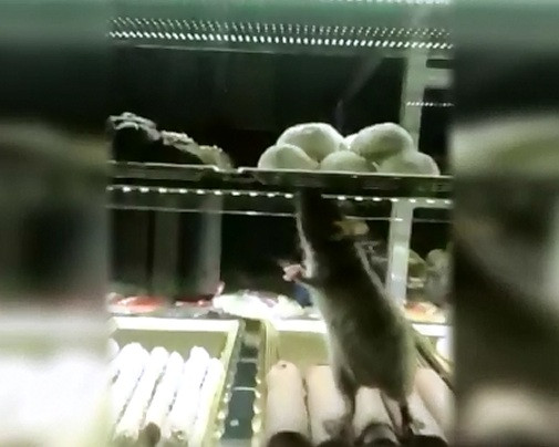 Vitrina cu prajituri, luata cu asalt de un SOARECE. Unde se afla cofetaria preferata de rozatoare