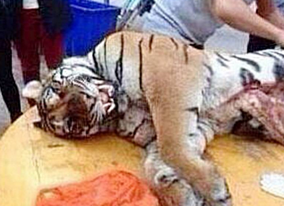 Un om de afaceri chinez, condamnat la 13 ani de inchisoare pentru ca a mancat trei tigri, dintr-o specie rara