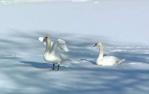 Cateva lebede asteapta sa fie salvate de pe lacul Bordei, din Capitala. Cine ar trebui sa se ocupe de siguranta pasarilor