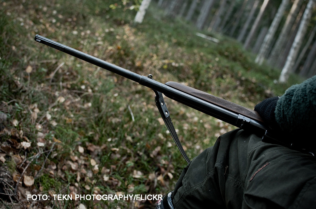 Vanatoare de mistreti cu final tragic in Suceava. Ce s-a intamplat atunci cand s-a tras primul foc