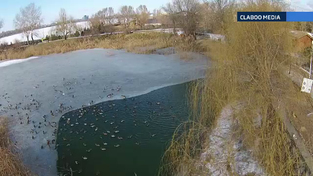 Mii de pasari migratoare risca sa moara de foame pe lacurile inghetate din tara. Apelul biologilor pentru a le salva
