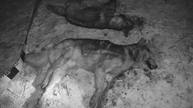 Haita de animale salbatice, in curtile unor oameni din Constanta. Medicii veterinari nu stiu despre ce specie e vorba