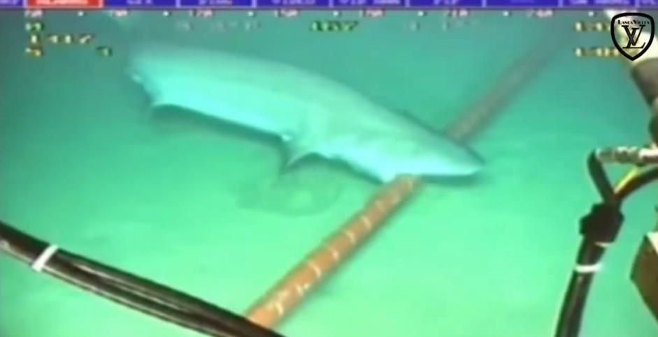 Rechinii din Oceanul Pacific sunt la o muscatura distanta sa lase o mare parte din sudul Asiei fara acces la internet - VIDEO