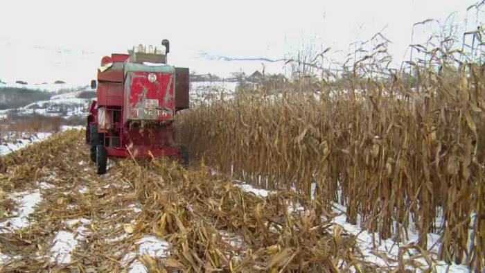 Fermierii s-au apucat sa culeaga recolta de porumb in ianuarie. Secretul care le aduce castiguri mult mai mari