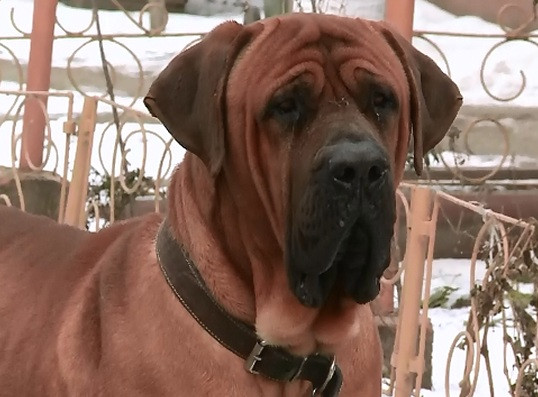 Speriatii de petardele de Revelion, multi caini au fugit de acasa. Medicii spun ca animalele pot ramane cu traume