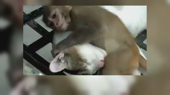 IMAGINILE de care toata lumea a ras pe internet. O pisica este "chinuita" de o maimuta jucausa