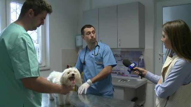 Legea microcipului pentru animalele de companie a intrat in vigoare de la 1 ianuarie. Ce trebuie sa stiti: reguli si amenzi