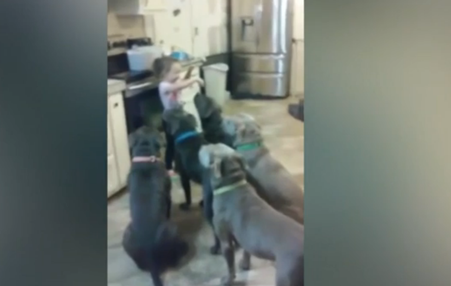 Clipul care a starnit furie pe Twitter. Ce se intampla cand o fetita de patru ani vrea sa hraneasca sase pitbulli flamanzi